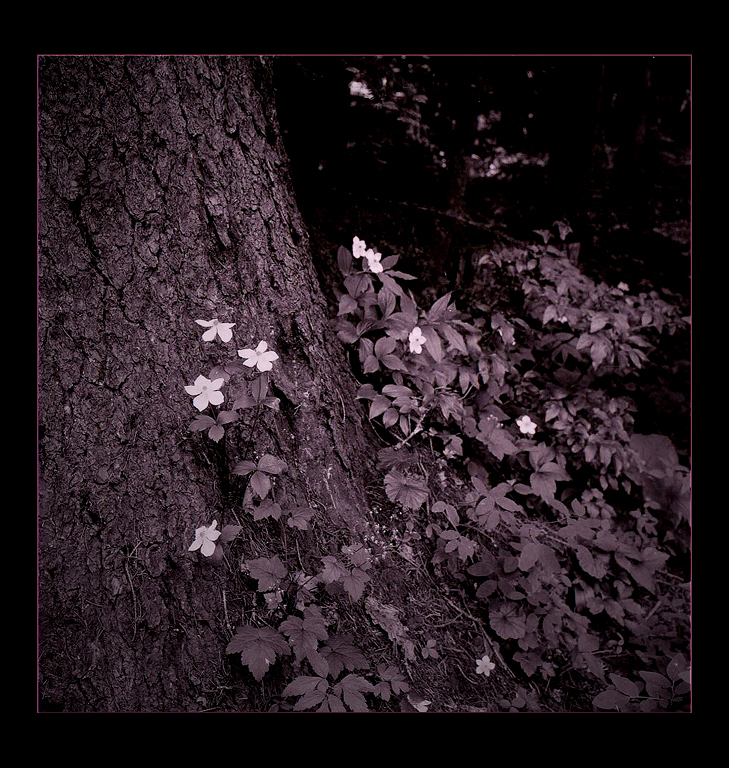 Undergrowth in Old Growth at Lake Odel, Oregon Cascades,  High Cascade Studios.