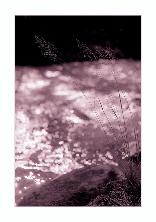Tender Morning, Plants and Squaw (Young Maiden),  High Cascade Studios.