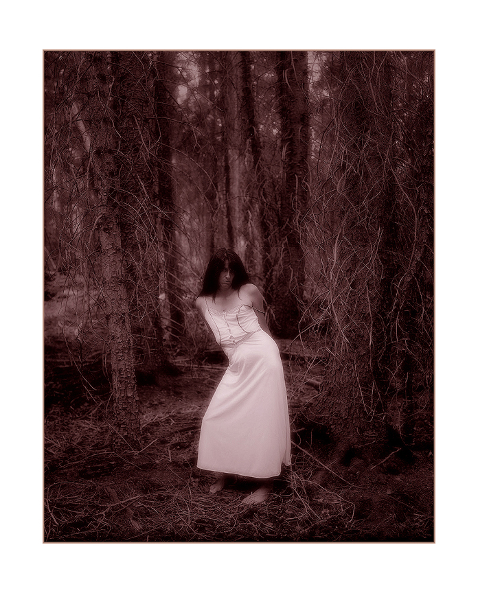 The Victorian Forest, Nightfall, Black Springs, Oregon Cascades, Wisner 8x10, 12. Gundlach Radar,  High Cascade Studios.