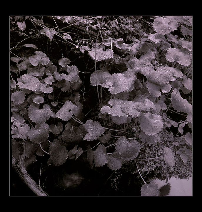 Kisses from Heaven, Morning Dew, Jack Springs, Oregon Cascades,  High Cascade Studios.